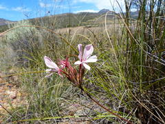 Pelargonium carneum