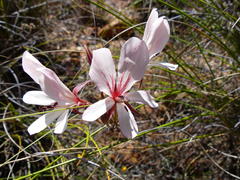 Pelargonium carneum