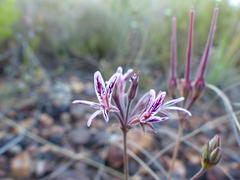Pelargonium caledonicum