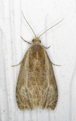 Olethreutes quadrifidum