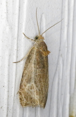 Olethreutes quadrifidum