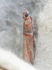 Acrobasis bithynella