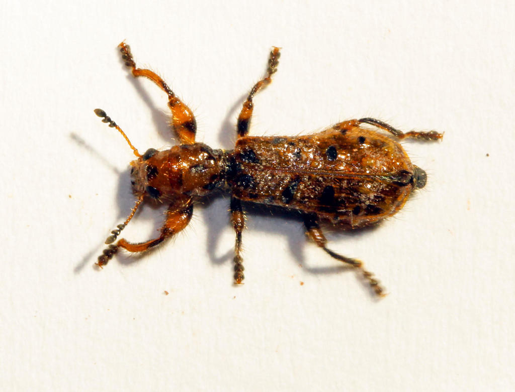 Warty Checkered Beetles