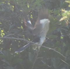 Clamator levaillantii