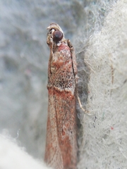Acrobasis bithynella