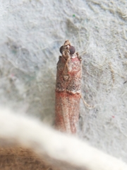 Acrobasis bithynella