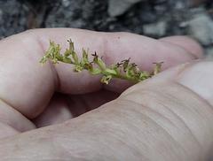 Holothrix exilis