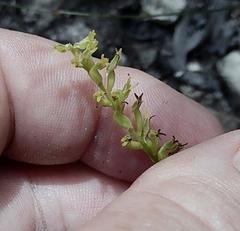Holothrix exilis