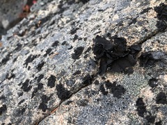 Umbilicaria hyperborea