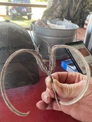 Proboscidea louisianica