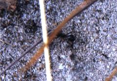 Myrmicaria nigra