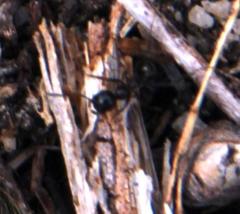 Myrmicaria nigra