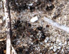 Myrmicaria nigra