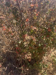 Toxicodendron diversilobum