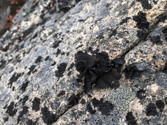 Umbilicaria hyperborea