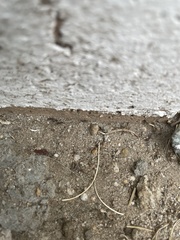 Monomorium ergatogyna