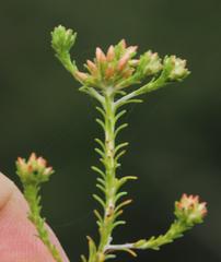 Thesium scabrum