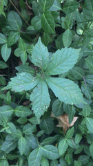 Parthenocissus quinquefolia