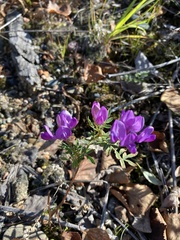 Astragalus davuricus