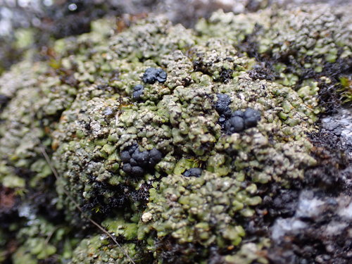Toninia squalida