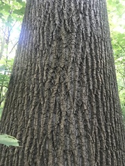 Liriodendron tulipifera