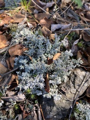 Stereocaulon paschale