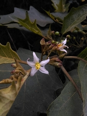 Solanum stellatiglandulosum