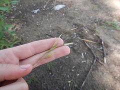 Bromus pumpellianus