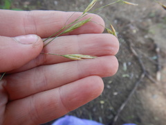 Bromus pumpellianus
