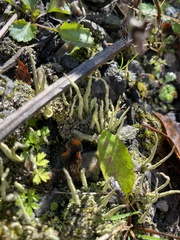 Cladonia subulata