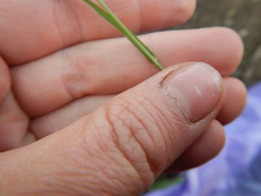Bromus pumpellianus