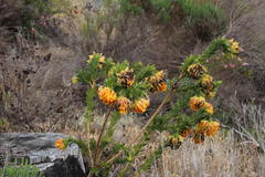 Liparia splendens splendens