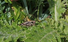 Anonconotus occidentalis