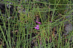 Indigofera ionii