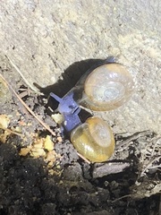 Oxychilus draparnaudi