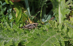 Anonconotus occidentalis
