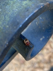 Cryptocephalus mutabilis