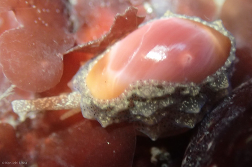 Hespererato vitellina