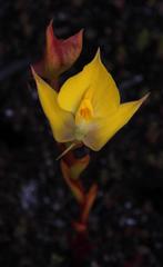 Disa tenuifolia