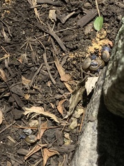 Oxychilus draparnaudi