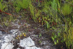 Disa tenuifolia