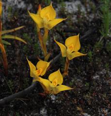 Disa tenuifolia