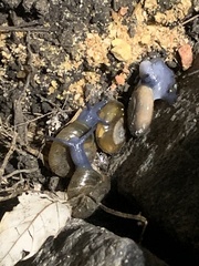 Oxychilus draparnaudi