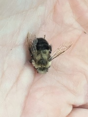 Bombus impatiens