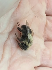 Bombus impatiens