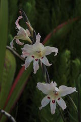 Gladiolus carneus