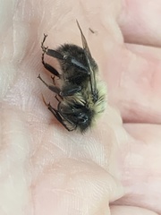 Bombus impatiens