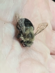 Bombus impatiens