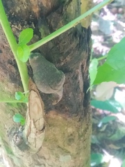 Megaustenia siamensis