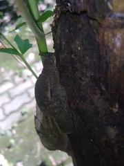 Megaustenia siamensis